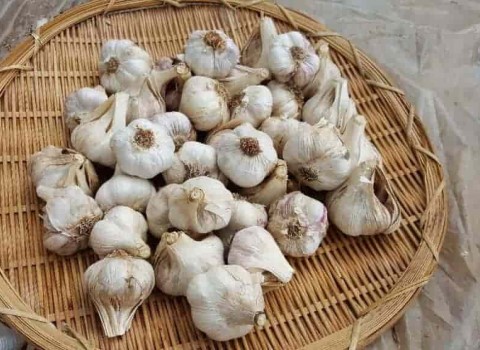 تصویر 3 از خرید و قیمت سیر درجه یک همدان + فروش صادراتی